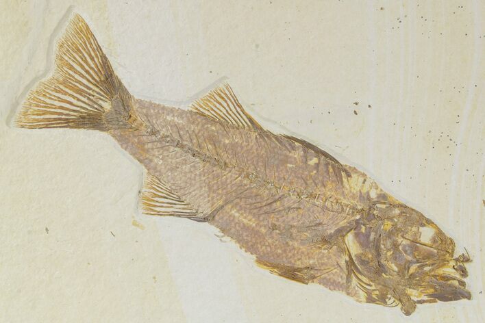 Uncommon Fish Fossil (Mioplosus) - Wyoming #356726